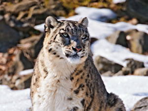 Bureaubladachtergronden Pantherinae Sneeuwpanter Kijkt een dier