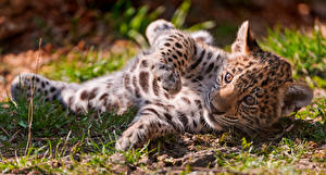 Sfondi desktop Grandi felini Cuccioli di animali Giaguari Colpo d'occhio Animali