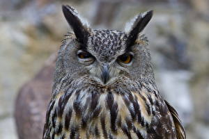 Photo Bird Owls Glance animal