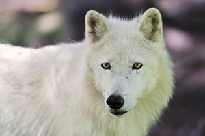 Pictures Wolf Glance  Animals