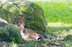 Wallpapers Big cats Lynxes Glance Animals