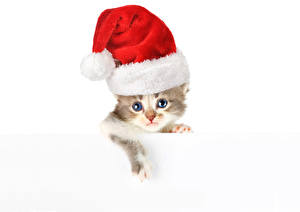 Pictures Cat New year Winter hat Kittens Glance Animals