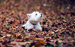 Bureaubladachtergronden Honden Een blad West Highland white terrier een dier