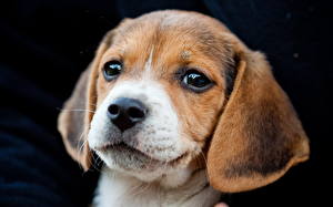 Bilder Hunde Beagle Blick Welpe ein Tier