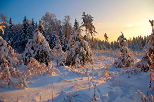 Tapety na pulpit Pora roku Zima Wschody i zachody słońca Lasy Śnieg Natura