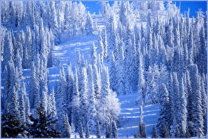 Sfondi desktop Stagione Inverno Foresta Neve Natura