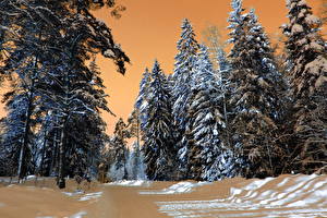 Tapety na pulpit Pora roku Zima Las Śnieg HDR Drzewa przyroda