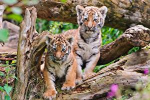 Обои Большие кошки Детеныши Тигр Смотрит Животные