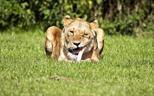 Bakgrunnsbilder Store kattedyr Løve Løvinne Gress Dyr