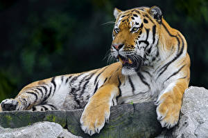 Bakgrundsbilder på skrivbordet Pantherinae Tigrar Blick