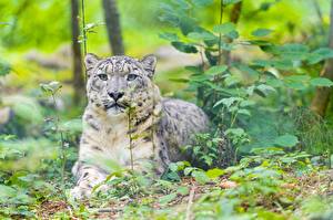 Images Big cats Snow leopards Glance animal