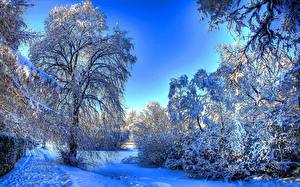 Bakgrunnsbilder Vinter Himmelen Snø HDR Trær Natur