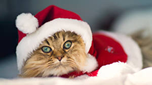 Images Cats Christmas Winter hat Staring animal