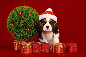Картинка Собака Рождество Подарки В шапке Взгляд Кинг чарльз спаниель животное