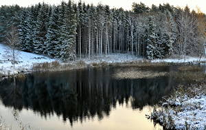 Фото Времена года Зимние Леса Речка Снеге Дерево Природа