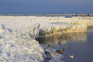 Hintergrundbilder Jahreszeiten Winter Ente Fluss Schnee Natur