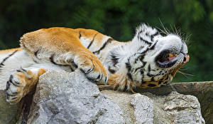 Desktop hintergrundbilder Große Katze Tiger Steine ein Tier