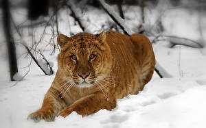 Desktop hintergrundbilder Große Katze Tiger Schnee Tiere