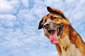 Bureaubladachtergronden Honden Hemelgewelf Kijkt Wolken een dier
