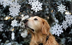 Picture Dogs Snowflakes Staring Retriever Animals