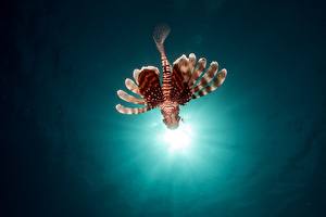Hintergrundbilder Unterwasserwelt Fische Lichtstrahl Feuerfisch Rotfeuerfische ein Tier