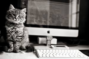 Sfondi desktop Gatto domestico Apple Colpo d'occhio Animali