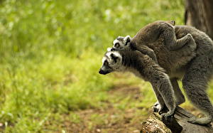 Hintergrundbilder Lemuren Tiere