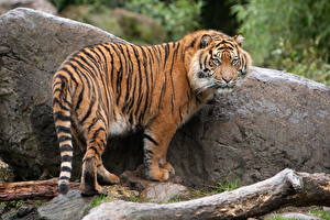 Tapety na pulpit Wielkie koty Tygrys azjatycki Kamienie Zwierzęta