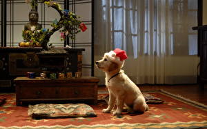 桌面壁纸，，犬，新年，保暖帽，寻回犬，動物