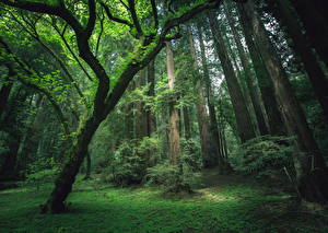 Bilder Wald Bäume Gras Natur