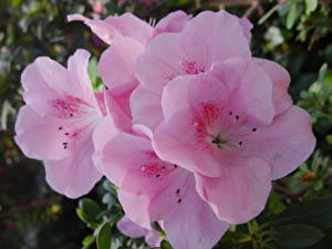 Bakgrunnsbilder Rhododendron