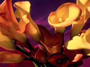 Hintergrundbilder Drachenwurz Blumen