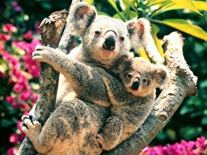 Fondos de escritorio Un oso Koalas Animalia