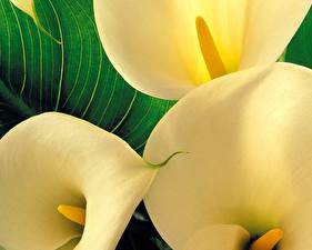 Pictures Calla lilies flower