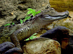 Hintergrundbilder Krokodile Tiere