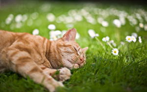 Pictures Cats Grass Animals
