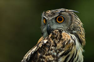 Pictures Bird Owl Staring animal