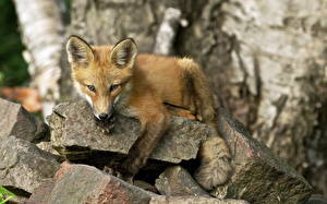 Pictures Foxes Stone Staring animal