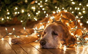 Bureaubladachtergronden Hond Kerstverlichting Retriever een dier