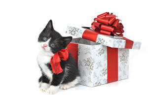 Fotos Katzen Geschenke Kätzchen ein Tier