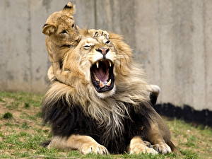 Bakgrunnsbilder Store kattedyr Løver Unger Dyr