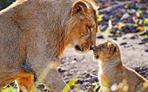 Обои Большие кошки Львы Детеныши животное