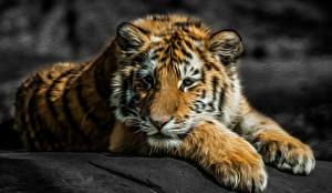 Sfondi desktop Tigri Grandi felini Sguardo Il muso Zampe Grafica 3D