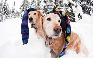 Tapety na pulpit Pies domowy Śnieg Wzrok Retriever Zwierzęta