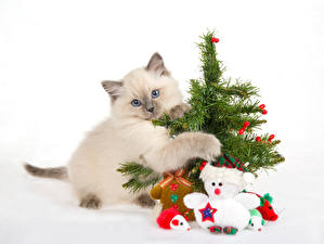 Fondos de escritorio Gato Ardilla Contacto visual Árbol de Navidad un animal