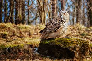 Images Birds Owls Stones animal