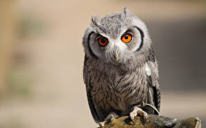 Pictures Bird Owl Staring Animals