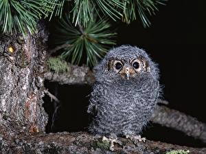 Image Bird Owl Staring Branches animal