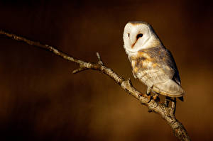 Photo Birds Owl Glance Branches  animal