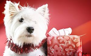 Bureaubladachtergronden Hond Cadeau Kijkt West Highland white terrier een dier